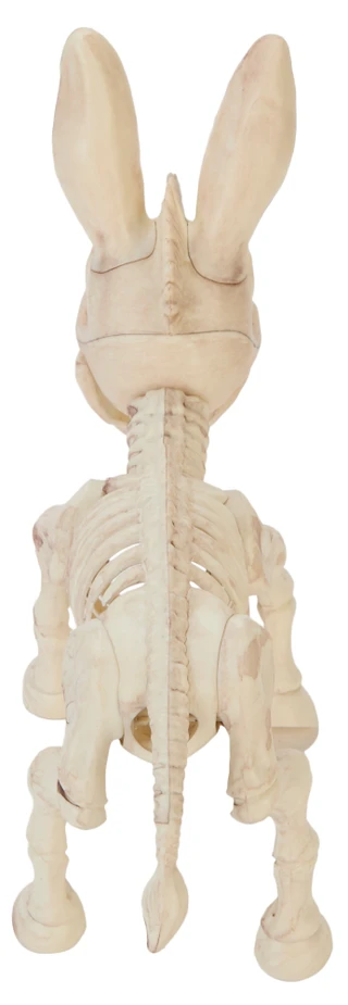 Thumbnail 3: Magical Season Donkey Skeleton Home Accent 
