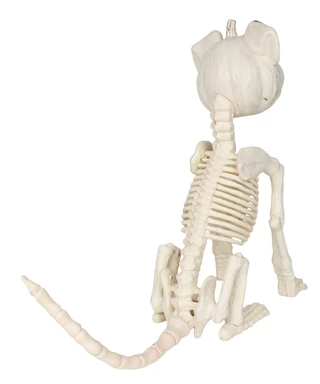 Thumbnail 2: Magical Season Halloween Pumpkin Head Dog Skeleton  