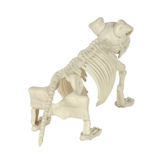 Thumbnail 3: Magical Season 20 in Puppy Skeleton Bonez Halloween Home Accent 