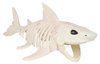 Thumbnail 1: Magical Season 26 in Shark Skeleton Halloween Home Accent 