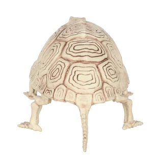 Thumbnail 2: Magical Season 14 in Skeleton Turtle Halloween Home Accent 