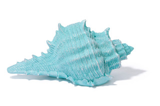 Thumbnail 2: Fancy That 17 in Seashell Home Decor 