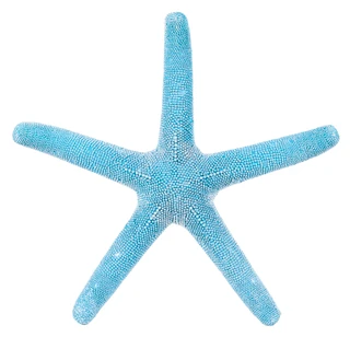 Thumbnail 1: Fancy That 14 in Coastal Starfish Accent  