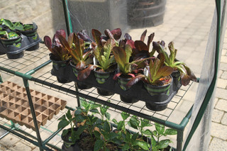 Thumbnail 4: MIRACLE-GRO® MIRACLE-GRO® 4.8 x 4.8 x 6.5 Ft. Mini Greenhouse 