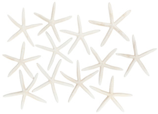 Thumbnail 1: Contrast Bagged Starfish Decor Accents 