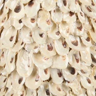 Thumbnail 2: Ellen Tracy 32-Inch Oyster Shell Tree Decor 