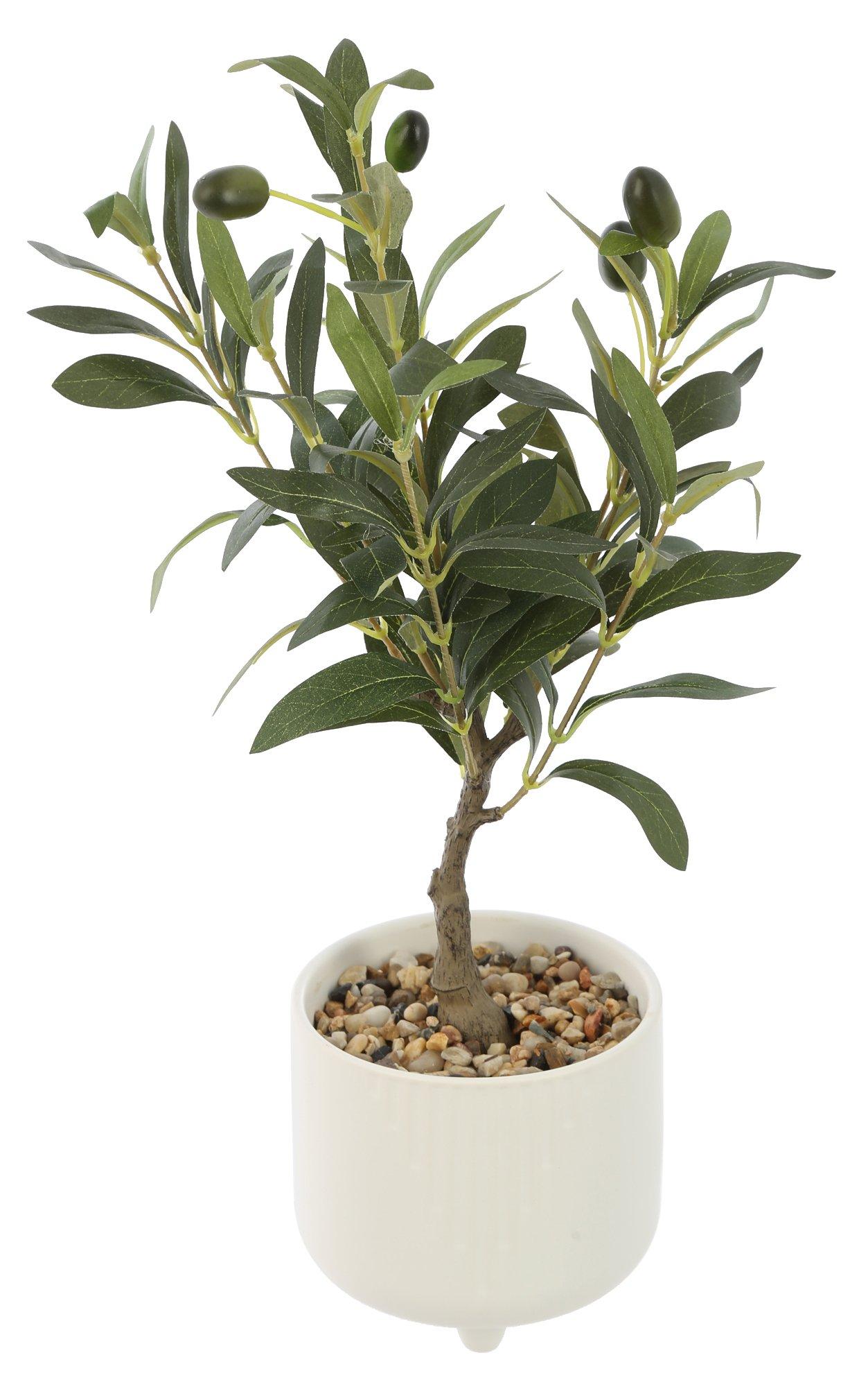 Flora Bunda 18 in Deocrative Olive Tree