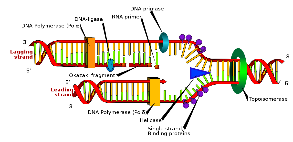 1200px-dna-replication-en.svg.png