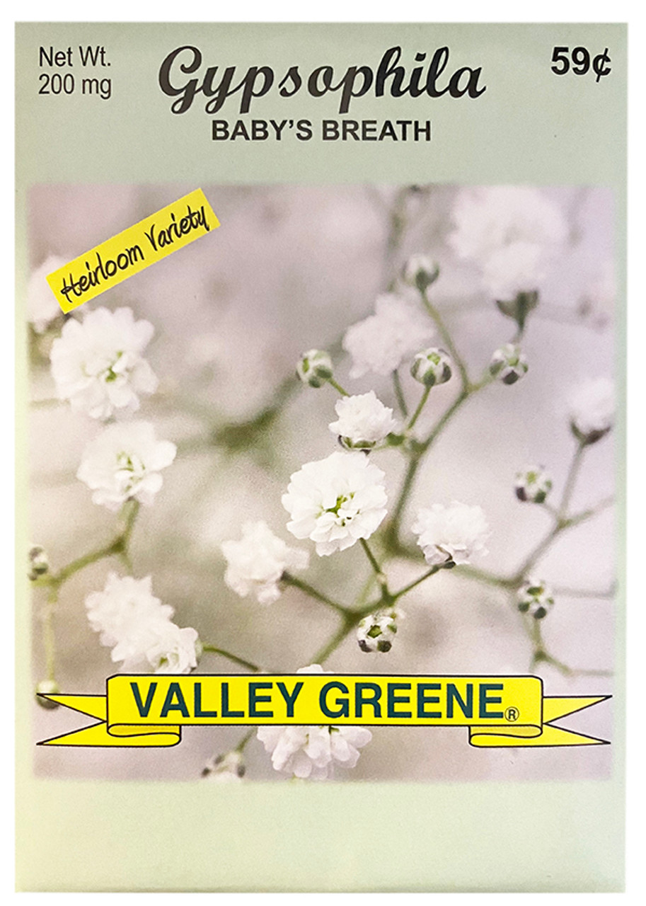Bulk Gypsophila Baby's Breath Seeds - 25, 50, 100 Packs - Great for  Creating Your Dream Garden - DIY Tool Supply