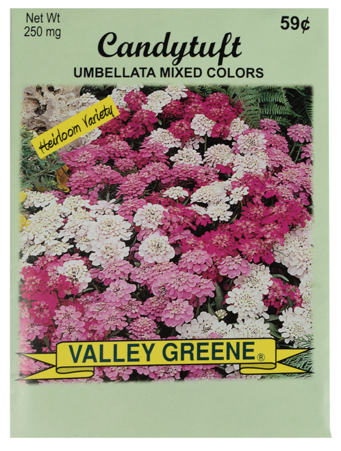 Bulk Candytuft Umbellata Seeds - 25, 50, 100 Packs - Great for Creating Your Dream Garden