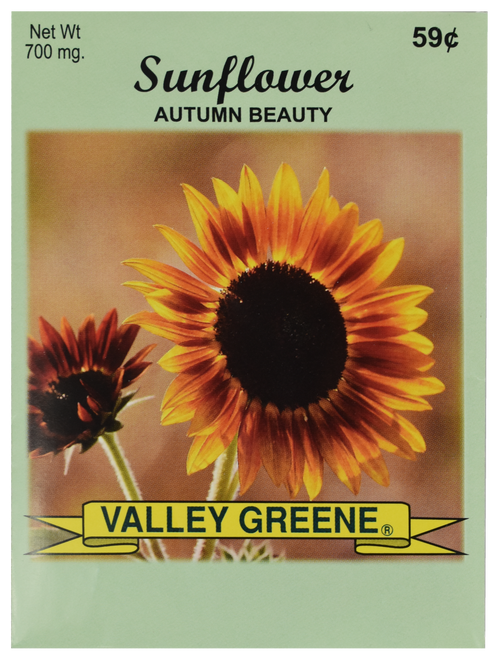 Bulk Autumn Sunflower Seeds - 25, 50, 100 Packs - Great for Creating Your Dream Garden