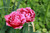 Bulk Pinks Double Imperial Seeds - 25, 50, 100 Packs - Great for Creating Your Dream Garden
