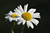 Bulk Shasta Daisy Seeds - 25, 50, 100 Packs - Great for Creating Your Dream Garden