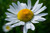 Bulk Shasta Daisy Seeds - 25, 50, 100 Packs - Great for Creating Your Dream Garden