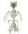 Set of Assorted Decorative Halloween Skeletons! Owl, Crow, Rat, and Spider! Great for Parties and Seasonal Decor!