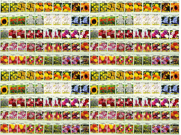 Set of 200 Assorted Valley Green Flower Seed Packets! Flower Seeds in Bulk - 10+ Varieties Included