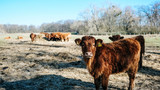 RFID Cattle Tracking: How the USDA Mandate is Changing Cattle Tracking in the United States