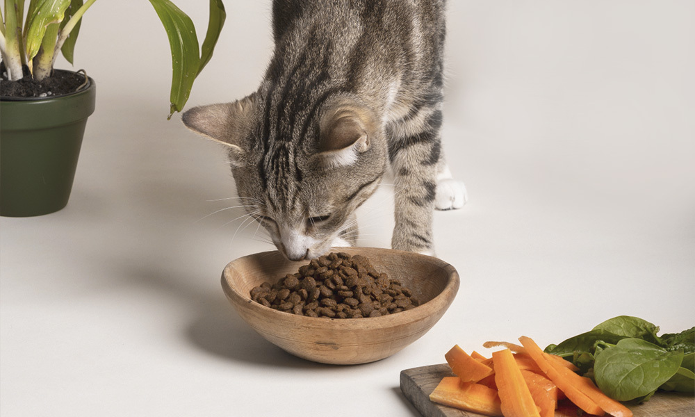 Productos naturales de veterinaria en Farmacia Outeda, en Huelva