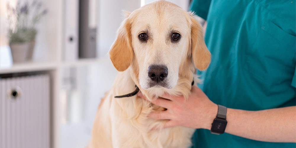 imagen servicio veterinaria