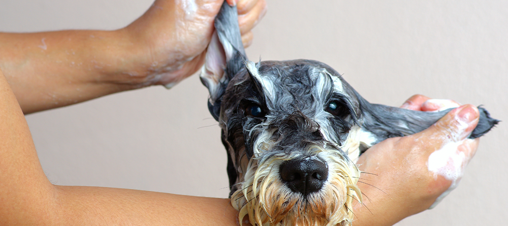 imagen servicio veterinaria 2