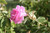 Rose, Damask Bulgaria Absolute 2 ml – Precious