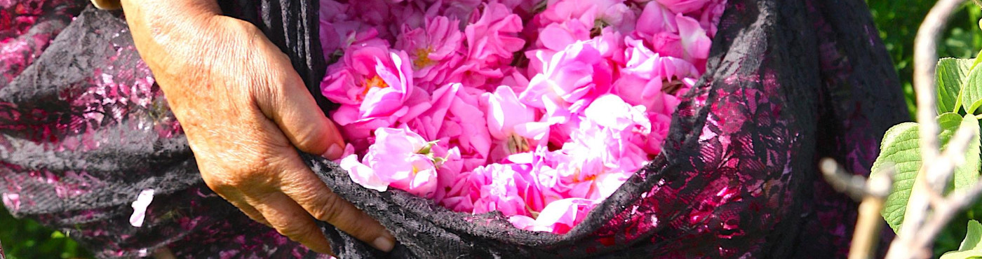Hands cradling freshly harvested pink Damask rose petals gathered in a dark patterned cloth
