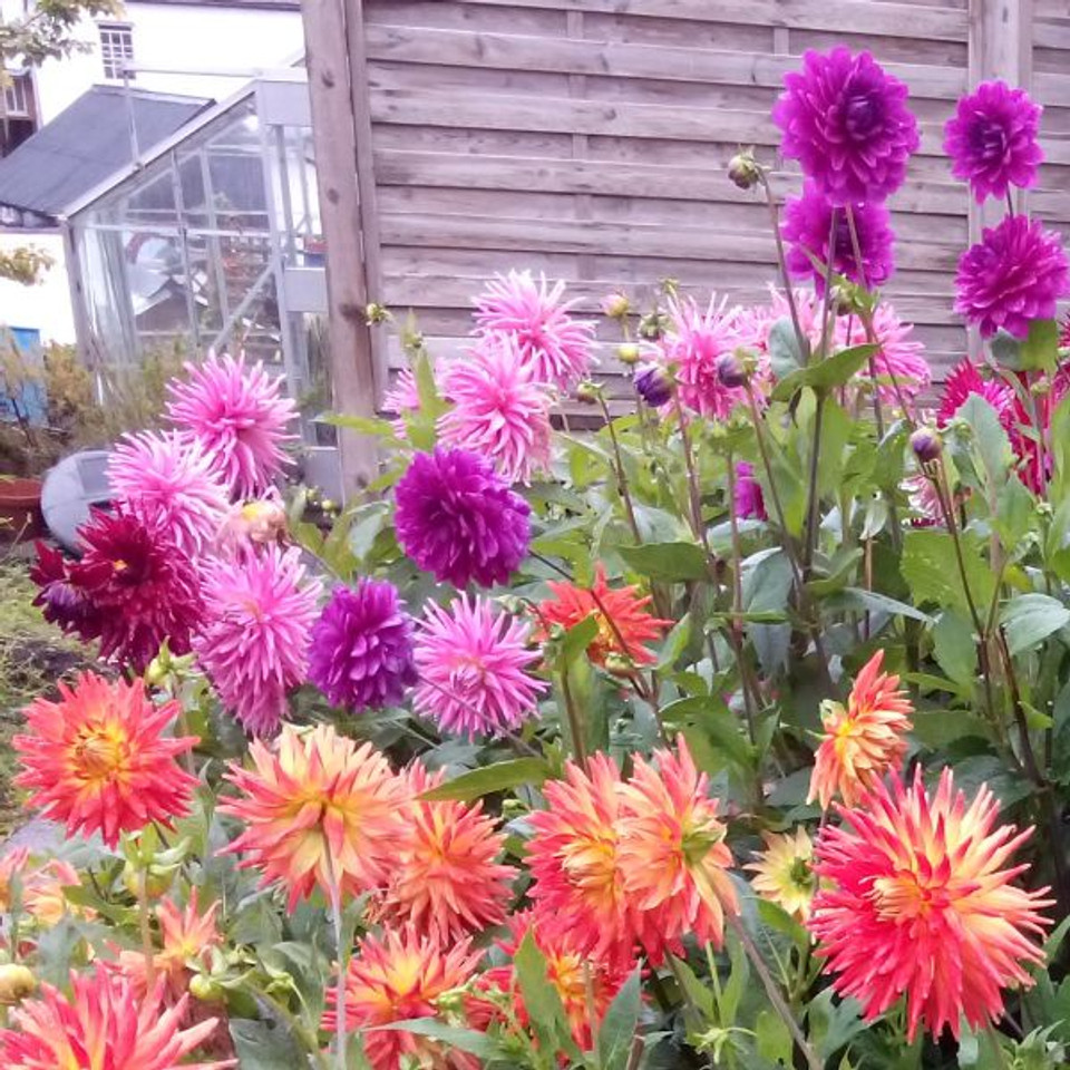 Summer Gardening Tips