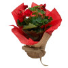 Flowering Begonia's Delivered to your Door