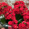 gifts for mother