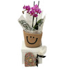 Gifts for Her | Orchid Plant with Chocolate