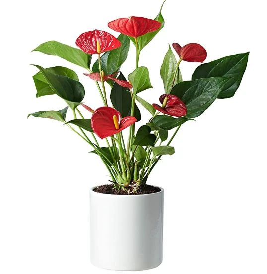 The Seven Best Plants for Gifting