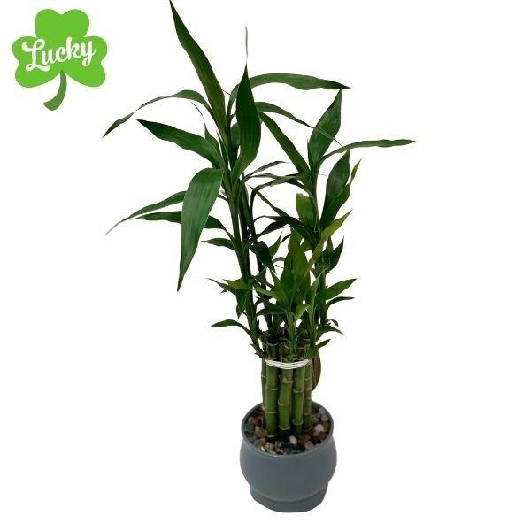 iGift Plants Unique Living Plant Gifts at iGift