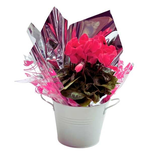 Shop Plant Gifts Australia Indoor Plant Gift Ideas