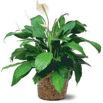 Peace Lily Indoor Plant Gifts