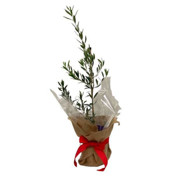 Olive Tree Gifts - Olive Lovers Gifts