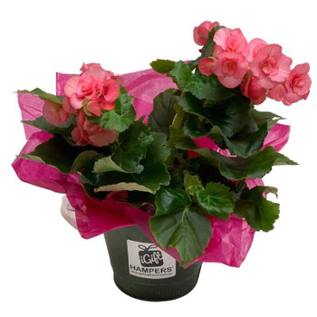 Begonia Plant