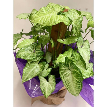SYNGONIUM WHITE BUTTERFLY TOTEM PLANT GIFTS
