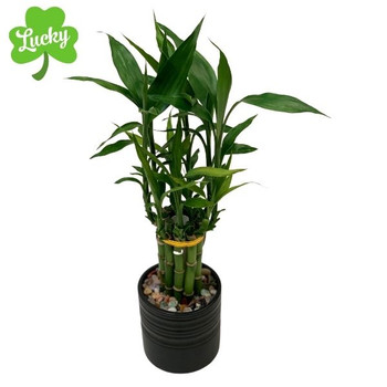 Lucky Bamboo | Online Purchase Delivered