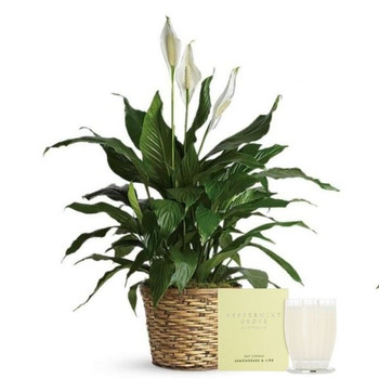 Peace Lily | Peppermint Grove Candle Gift