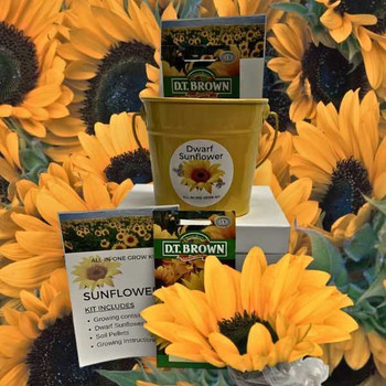 Grow Your Own Sunflower Kit