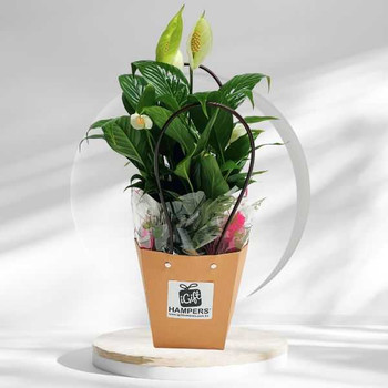 Peace Lily Plant - Elegant Peace Lily Gift