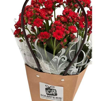 Plant Gifts in a Charming Bag by iGift Hampers