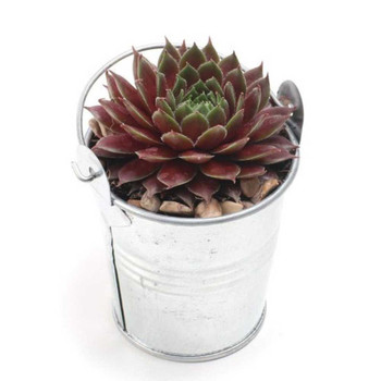 Succulent Gifts - Plant Gift for Plant Lovers