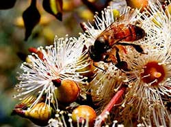 Eucalyptus Honey