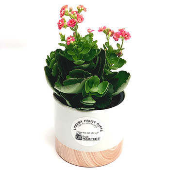 Plant Gifts Online