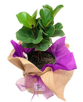 Indoor Plant Gift | Fiddle Fig