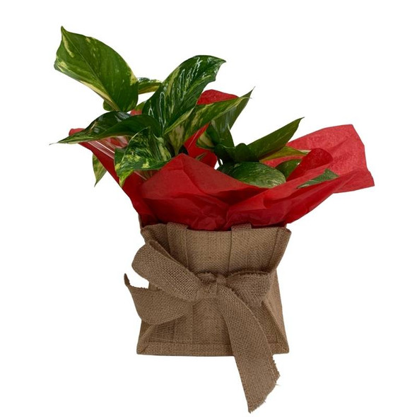 Devils Ivy Indoor Plant Gifts | Plant Gift Ideas