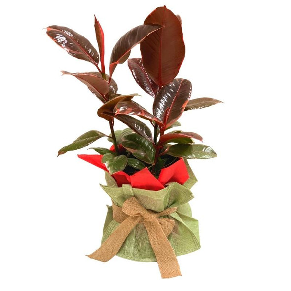 FICUS TINEKE - House Plant Gift