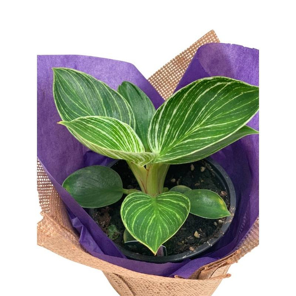 Indoor Plant Gifts