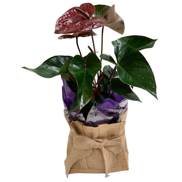 Plant Gift Delivery | Anthurium Indoor Plant